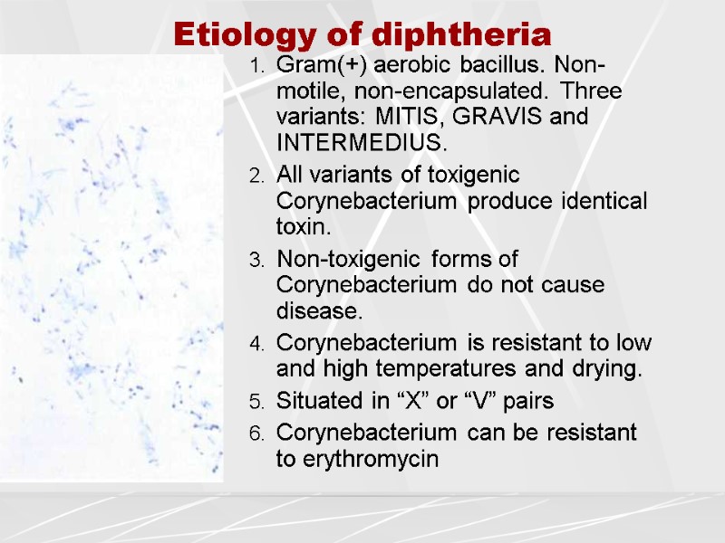 Etiology of diphtheria Gram(+) aerobic bacillus. Non-motile, non-encapsulated. Three variants: MITIS, GRAVIS and INTERMEDIUS.